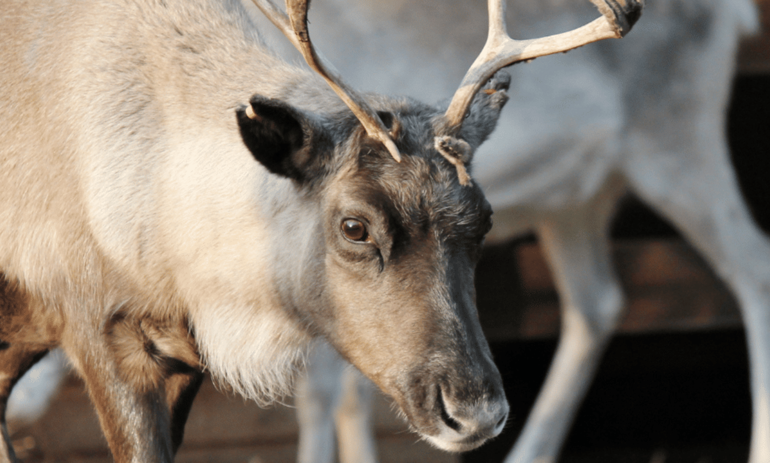 Reindeer Image
