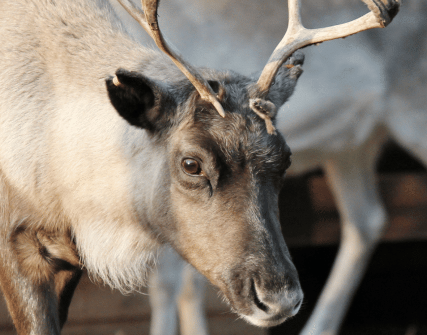 Reindeer Image